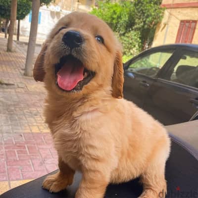 golden retriever جولدن ريتريفر