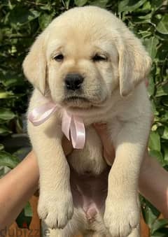 Labrador girls from Russia