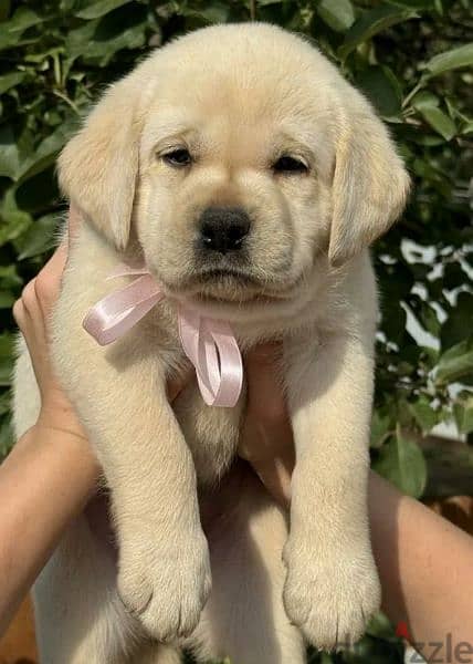 wahite Labrador retriever boys and  girls from Russia 1