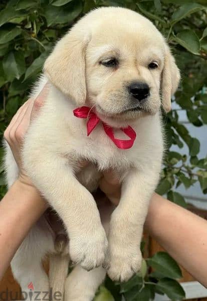 wahite Labrador retriever boys and  girls from Russia 2