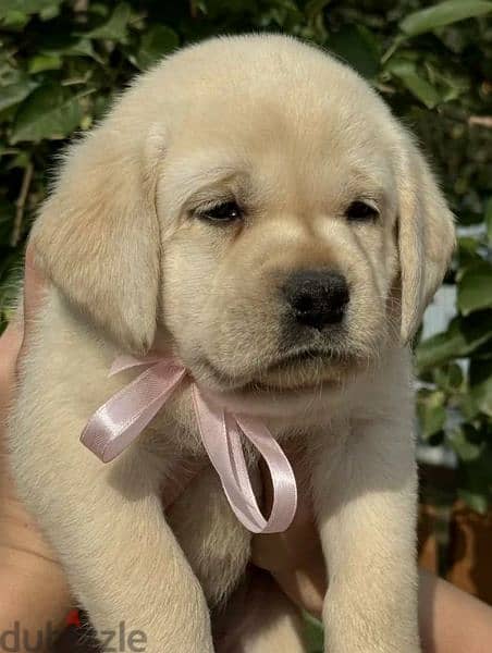 wahite Labrador retriever boys and  girls from Russia 3