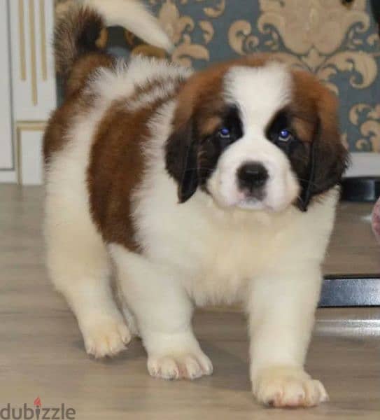 saint Bernard puppy Boy from Russia 0