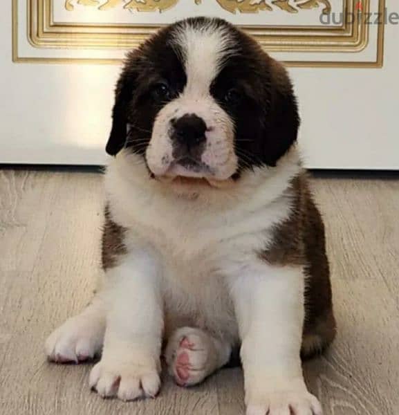 saint Bernard puppy Boy from Russia 1