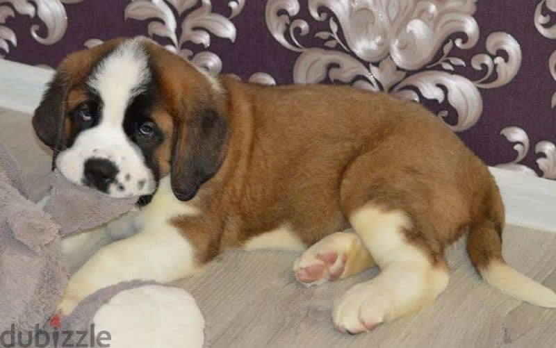 saint Bernard puppy Boy from Russia 2