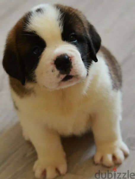 saint Bernard puppy Boy from Russia 3