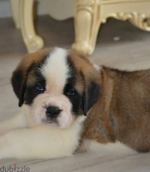 saint Bernard puppy Boy from Russia 4