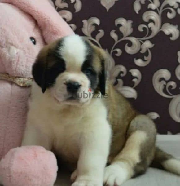 saint Bernard puppy Boy from Russia 5