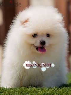 super mini pomeranian puppy / جرو بوميرانيان حجم ميني