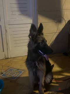 German shepherd for sale male and female