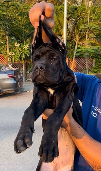 cane corso puppies 0