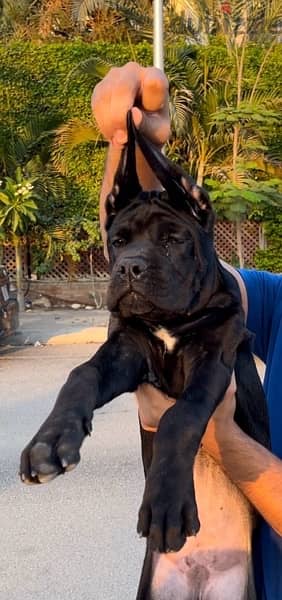 cane corso puppies 1