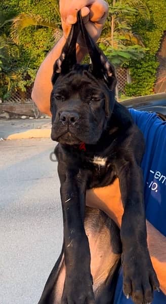 cane corso puppies 2