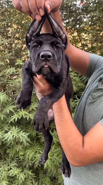 cane corso puppies 3