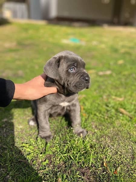 cane corso puppies 4