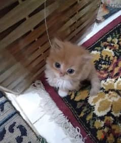 قطه شيرازي صغيره عمر 45 يوم للتواصل 01159394200