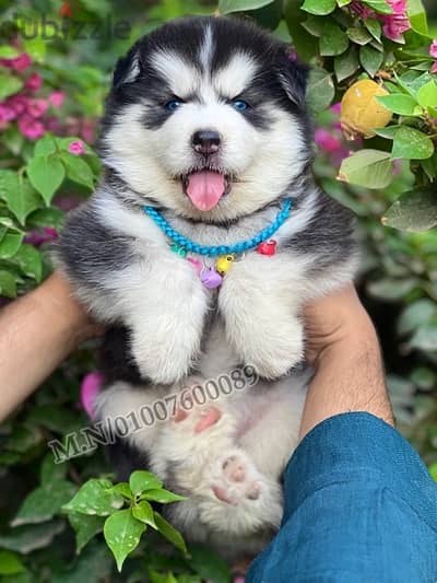 جراوي هاسكي والاسكا ماليموت لونج هير husky pure