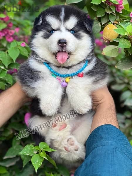 جراوي هاسكي والاسكا ماليموت لونج هير husky pure 0