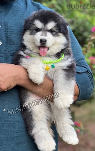 جراوي هاسكي والاسكا ماليموت لونج هير husky pure 3