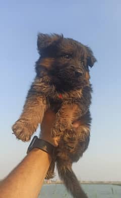 جراوي جيرمن شيبرد German Shepherd puppies 0