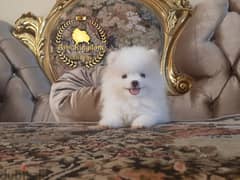 mini pomeranian teacup  - بومرينيان 0