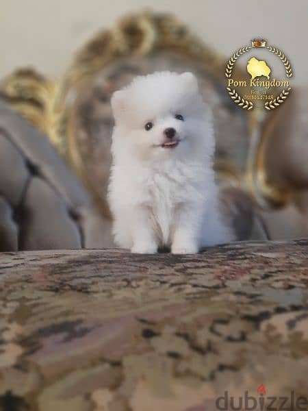 mini pomeranian teacup  - بومرينيان 2