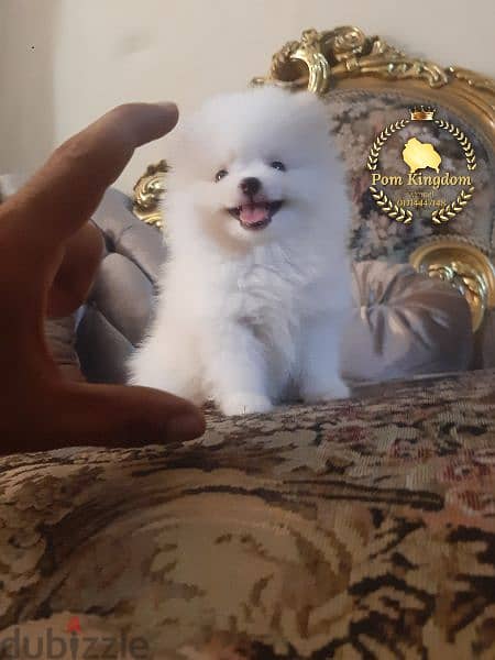 mini pomeranian teacup  - بومرينيان 4