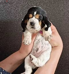 Basset hound puppies girls from Russia 0