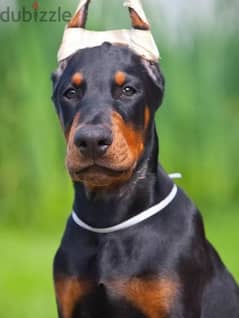 Doberman is a gorgeous guy from Russia