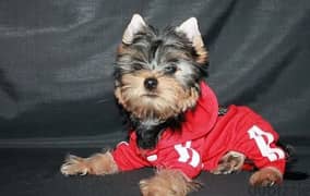 Yorkshire terrier puppy Male from Russia 0