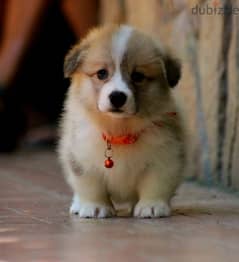 Pembroke Welsh corgi puppies From Russia 0