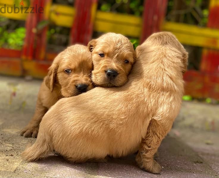 golden retriver puppies جراوي جولدن 1