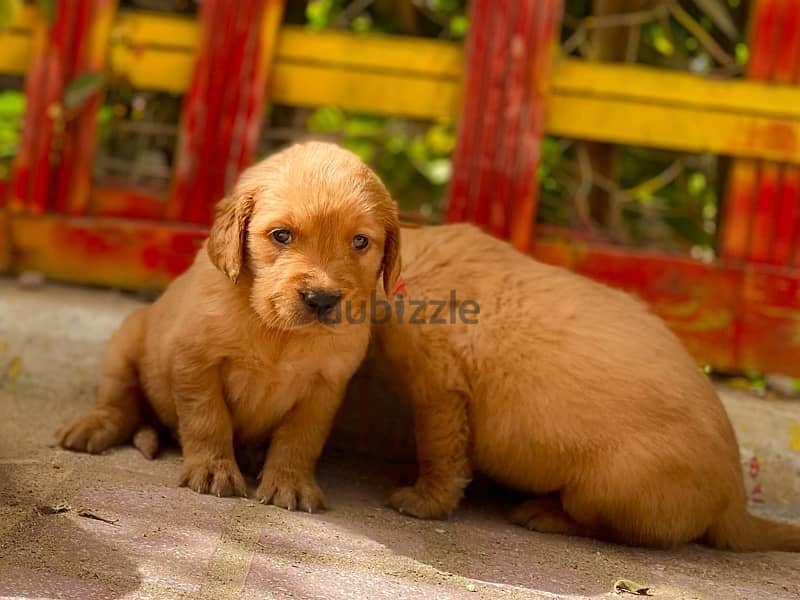 golden retriver puppies جراوي جولدن 2