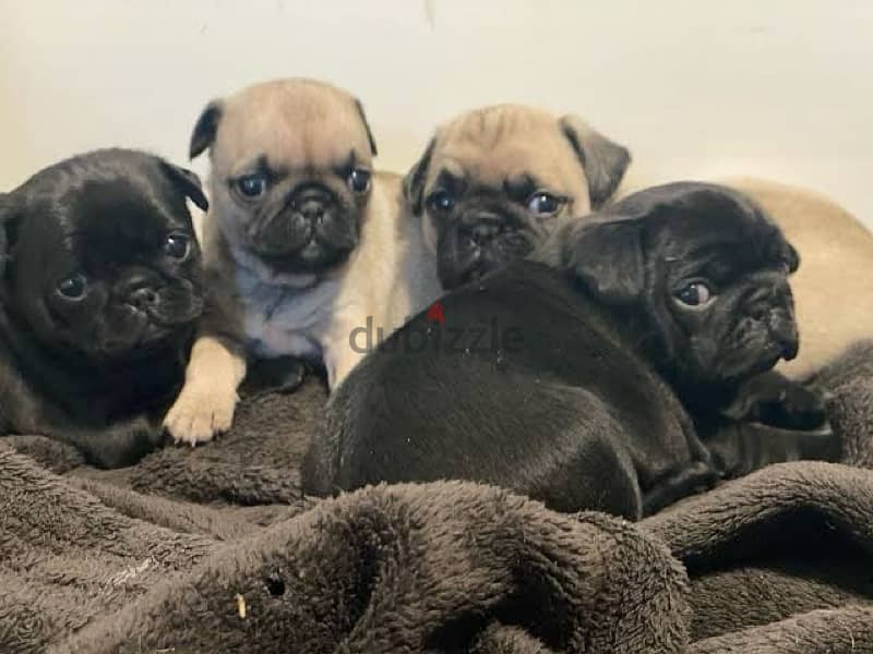 pug puppies جراوي بج 0