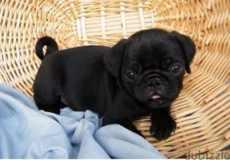 pug puppies جراوي بج 1