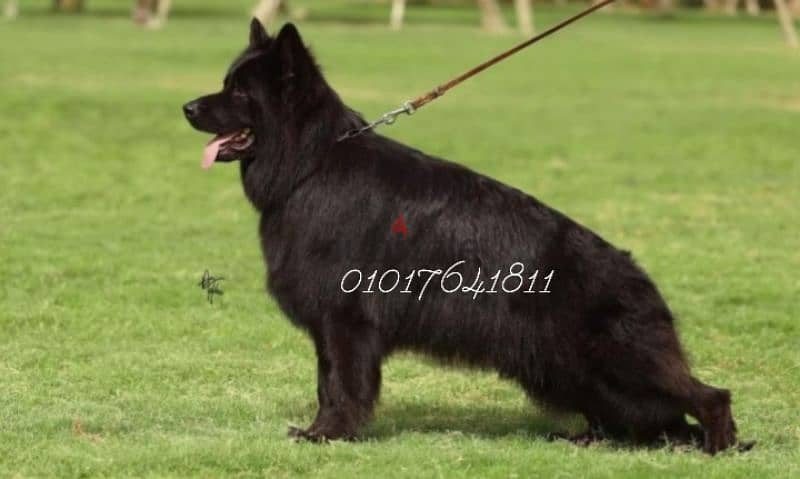 كلاب. جراوي رويال بلاك شولاين للبيع Royal Black for sale 3