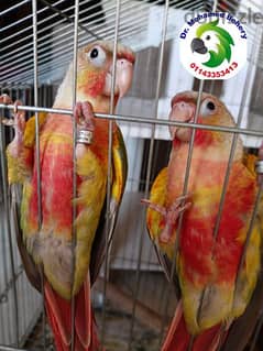 pineapple high red ( green cheeked conure )