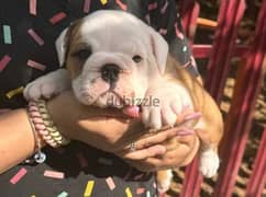 English Bulldog with Pedigree FCI From Europe 0