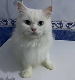 قطه شيرازي دبدوب للتبني سنه عمرها