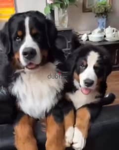 Bernese mountain dogs imported from russia