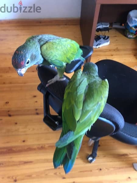 pair of pionus parrot 0