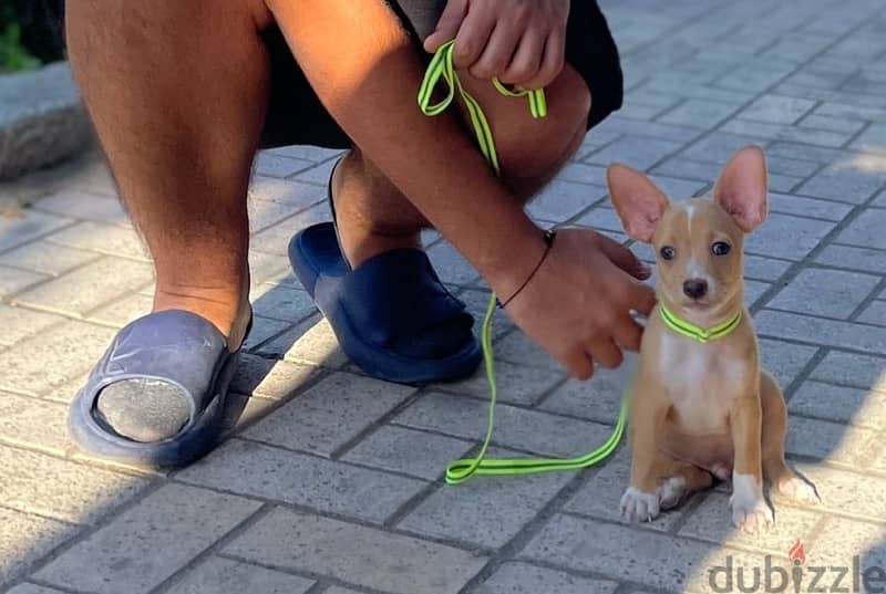 Chihuahua Dog  شيواوا 1