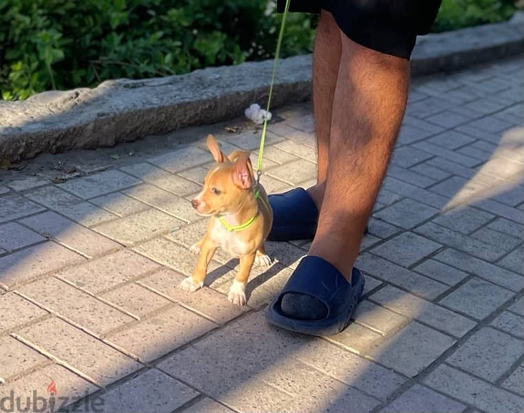 Chihuahua Dog  شيواوا 2