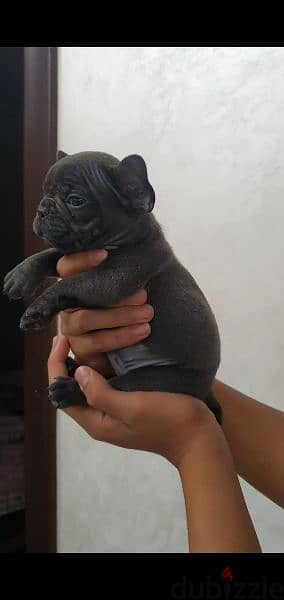 french Bulldog 0