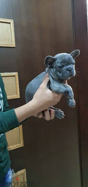 french Bulldog 2