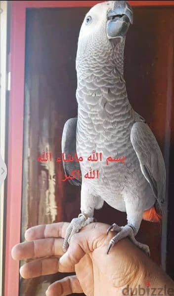 ببغاء زنجبارى