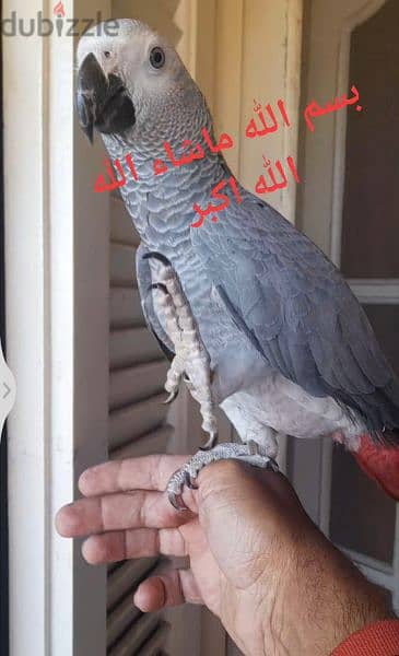 ببغاء زنجبارى 1