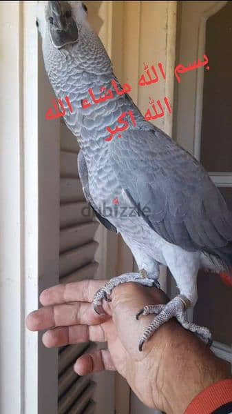 ببغاء زنجبارى 2