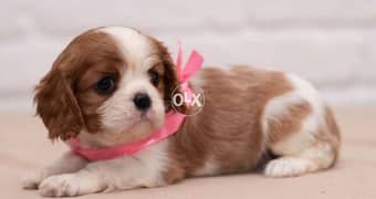 The Cavalier king charles spaniel puppies Imported 0