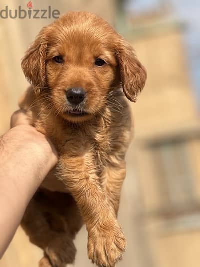 golden retriever puppy