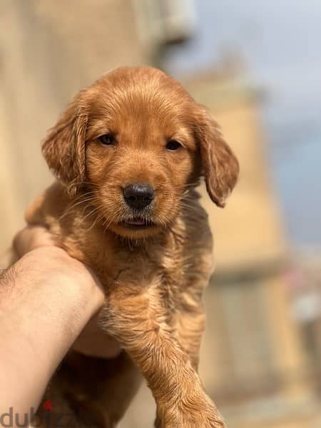 golden retriever puppy 1